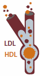 Figure showing different amounts of LDL and HDL cholesterol in the bloodstream.