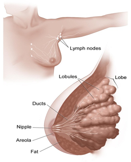This illustration shows the anatomy of the breast and adjacent lymph nodes.