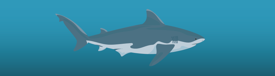 a clip art style shark