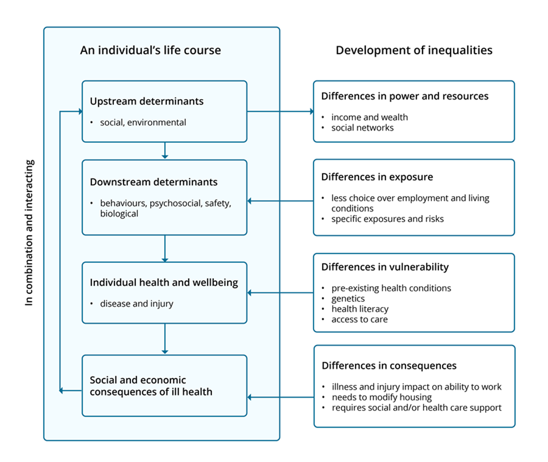 Model showing how inequalities in the distribution of health determinants contribute to health inequalities