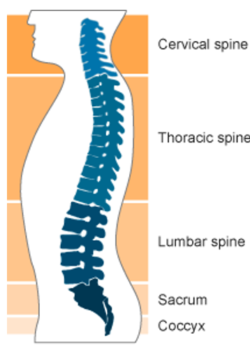 The diagram shows the 5 sections of the spine. The cervical spine is at the top of the spine, forming the neck. The thoracic spine sits underneath and attaches to rib cage. The lumber spine makes up the lower region of the back. Beneath that, the sacrum connects to the pelvis and the coccyx forms the bottom of the spine.