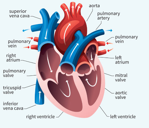 The diagram shows a cross section of the human heart, and indicates the direction of blood flow.